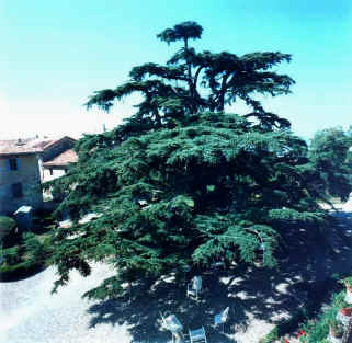 Cedro del Libano.